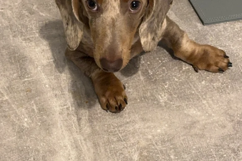 Dachshund (Smooth Haired)