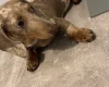Dachshund (Smooth Haired)