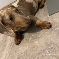 Dachshund (Standard & Miniature)