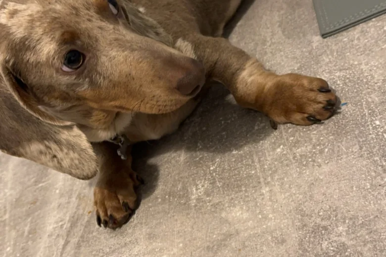 Dachshund (Smooth Haired)