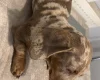 Dachshund (Smooth Haired)