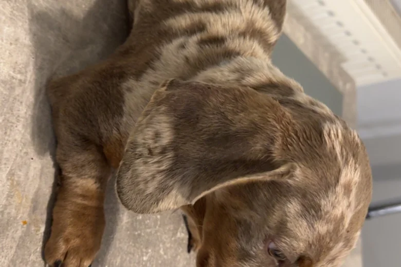 Dachshund (Smooth Haired)