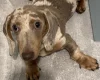 Dachshund (Smooth Haired)