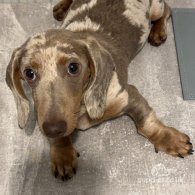 Dachshund (Standard & Miniature)