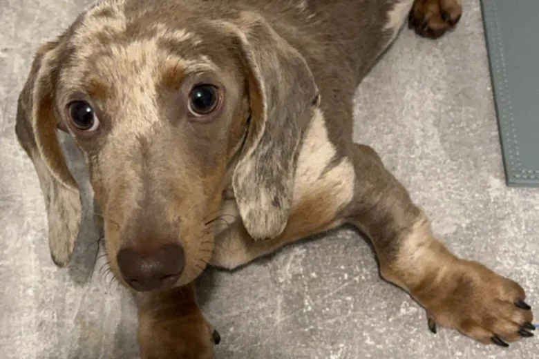 Dachshund (Smooth Haired)