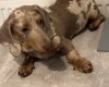 Dachshund (Smooth Haired)