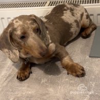 Dachshund (Standard & Miniature)