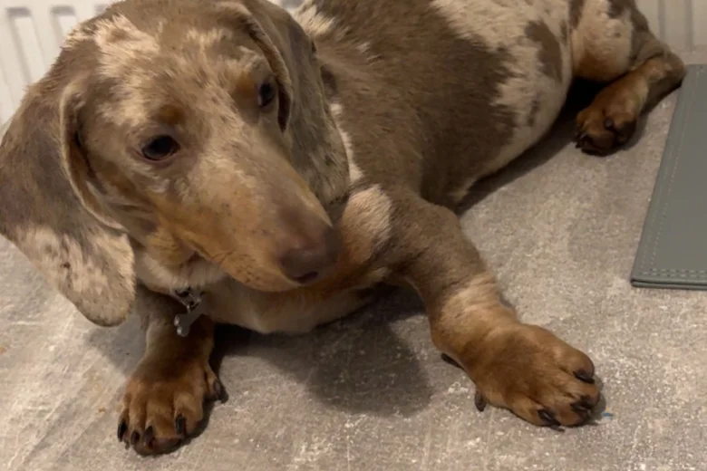 Dachshund (Smooth Haired)
