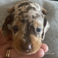 Dachshund (Standard & Miniature) - Both