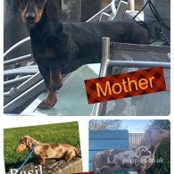 Dachshund (Standard & Miniature) - Both