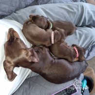 Dachshund (Standard & Miniature) - Both