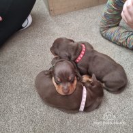 Dachshund (Standard & Miniature) - Both