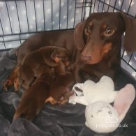 Dachshund (Standard & Miniature) - Both