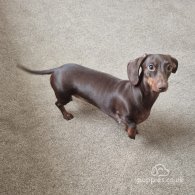 Dachshund (Standard & Miniature) - Both