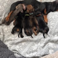 Dachshund (Standard & Miniature) - Both