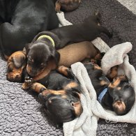 Dachshund (Standard & Miniature) - Both