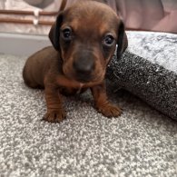 Dachshund (Standard & Miniature) - Both