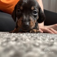 Dachshund (Standard & Miniature) - Both