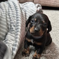 Dachshund (Standard & Miniature) - Both