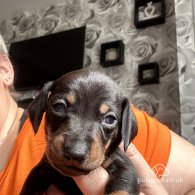 Dachshund (Standard & Miniature) - Both