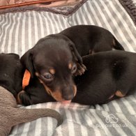 Dachshund (Standard & Miniature) - Both