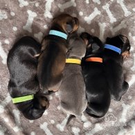 Dachshund (Standard & Miniature) - Both