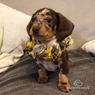 Dachshund (Standard & Miniature) - Both