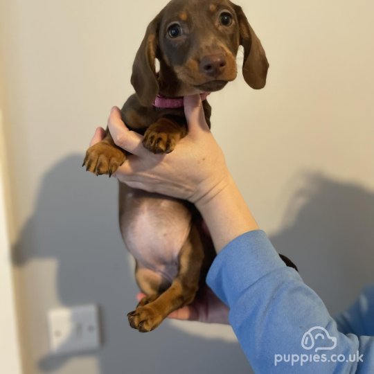 Dachshund (Standard & Miniature) - Both