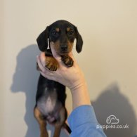 Dachshund (Standard & Miniature) - Both