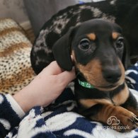 Dachshund (Standard & Miniature) - Both