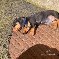 Dachshund (Standard & Miniature) - Both