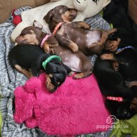 Dachshund (Standard & Miniature) - Both