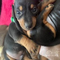 Dachshund (Standard & Miniature) - Both