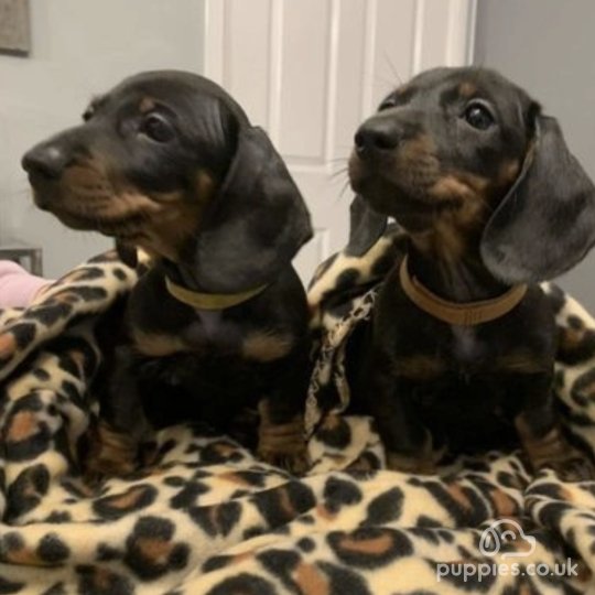 Dachshund (Standard & Miniature) - Dogs