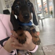 Dachshund (Standard & Miniature) - Dogs