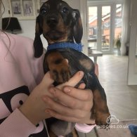 Dachshund (Standard & Miniature) - Dogs