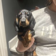 Dachshund (Standard & Miniature) - Dogs