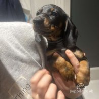 Dachshund (Standard & Miniature) - Dogs