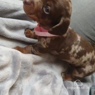 Dachshund (Standard & Miniature) - Dogs