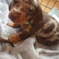 Dachshund (Standard & Miniature) - Dogs