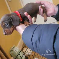 Dachshund (Standard & Miniature) - Dogs