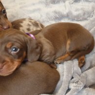 Dachshund (Standard & Miniature) - Dogs