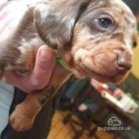 Dachshund (Standard & Miniature) - Dogs