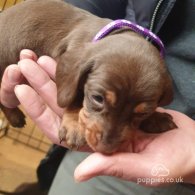 Dachshund (Standard & Miniature) - Dogs