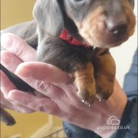 Dachshund (Standard & Miniature) - Dogs