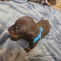 Dachshund (Standard & Miniature) - Dogs