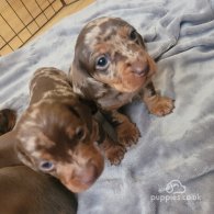 Dachshund (Standard & Miniature) - Dogs