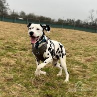 Dalmatian - Both