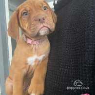 Dogue De Bordeaux - Both