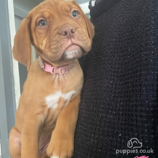 Dogue De Bordeaux - Both